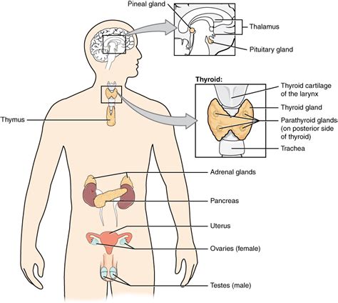 Physiology Of The Endocrine System