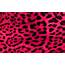 Pink Leopard Print Wallpapers  Wallpaper Cave
