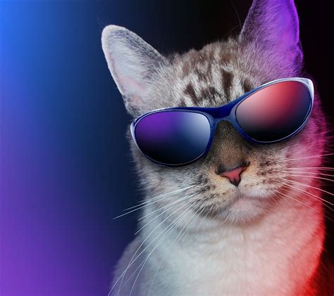 Pin By Asley Geronimo On Katzen Cats Funny Cat Wallpaper Cat Glasses