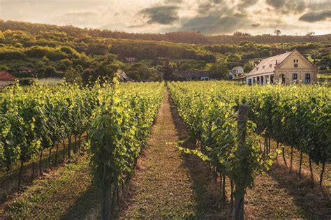 10 Best Long Island Wineries