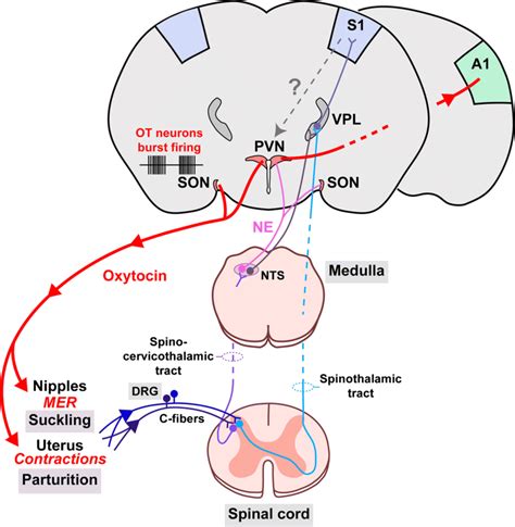 peripheral release of oxytocin during parturition and suckling sensory download scientific