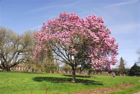Photo Of Magnolia In Bloom By Photo Stock Source Tree Eugene Oregon