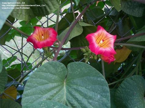 Salted leaves are used as a poultice on swellings. Plant Identification: CLOSED: Vine with very large heart ...