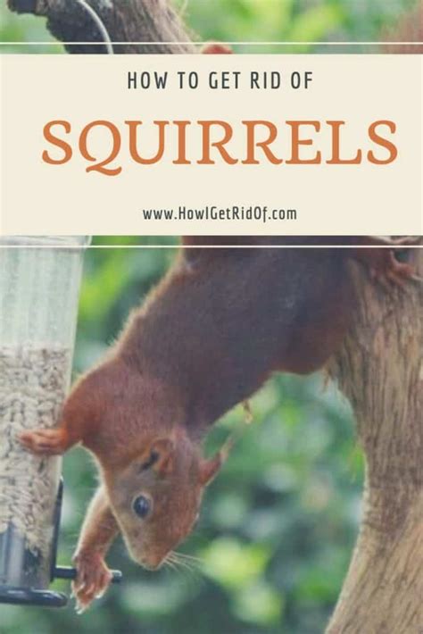 How To Get Rid Of Squirrels How I Get Rid Of