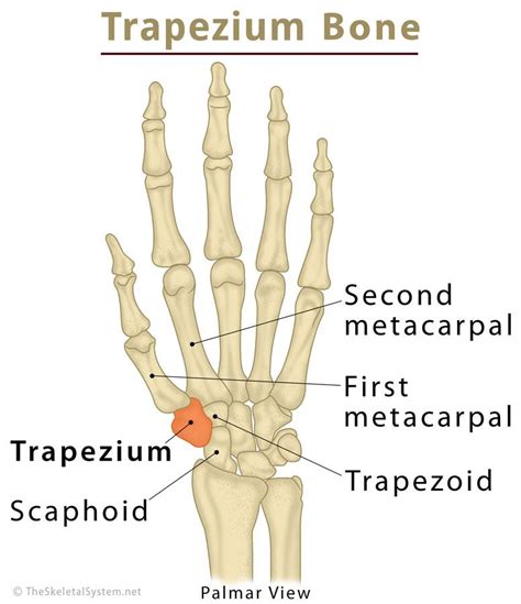 Trapezium Bone Definition Location Anatomy Diagram The Skeletal System
