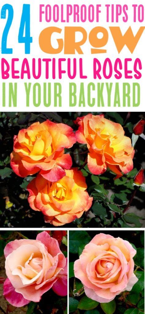27 Rose Gardening Tips For Beginners To Pros Ultimate Guide