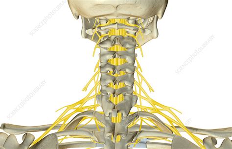 We did not find results for: The nerves of the neck - Stock Image - F001/4541 - Science ...
