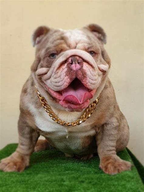 Explore 117 listings for lilac tri english bulldog at best prices. English Bulldog lilac tri merle import stud LEGEND ...