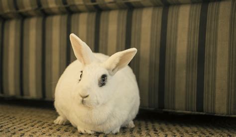White Rabbit Breeds 7 White Pet Rabbit Breeds Hutch And Cage