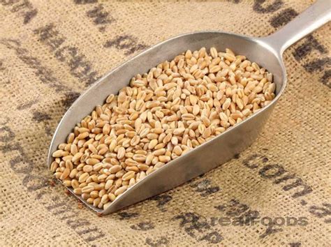 Organic Wheat Grain From Real Foods Buy Bulk Wholesale Online