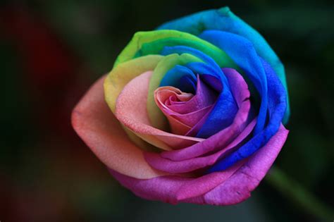 Rainbow Roses Real Roses And Meaning For Coloring Your Love And Life