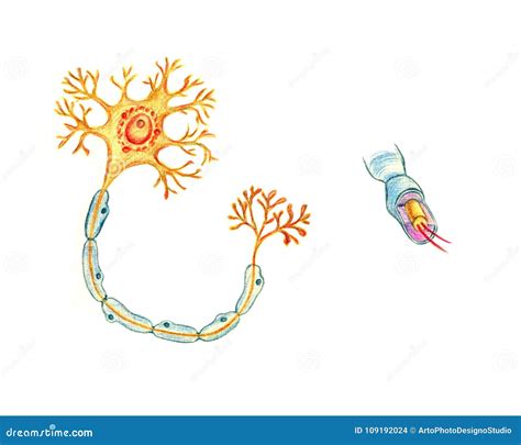 Estructura De Una Neurona Típica Stock De Ilustración Ilustración De