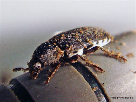 phil bendle collection beetle hide dermestes maculatus citscihub