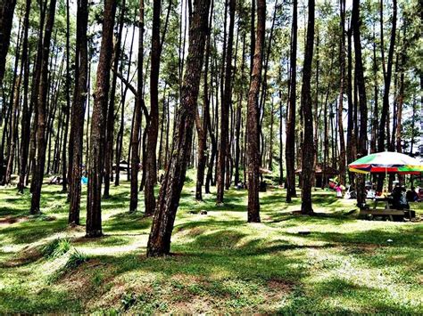 Wisata Pinus Blitar Jalanlagi Com