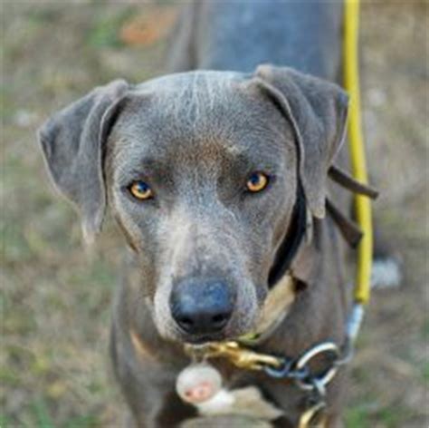Look at pictures of blue lacy/texas lacy puppies who need a home. Blue Lacy - Information, Health, Pictures & Training Pet Paw