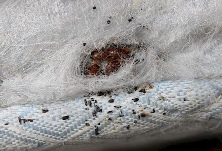 Can my cat carry bed bugs? Est-ce que j'ai des punaises de lit? | Info-Punaises ...