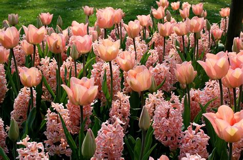 Tulips Hyacinths Flowerbed Wallpaper Hd Flowers 4k