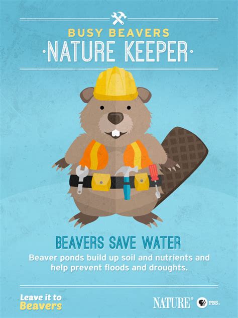 Leave It To Beavers The Benefits Of Beavers Nature Pbs