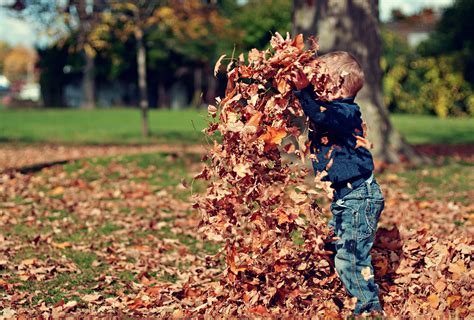 Boy Playing With Fall Leaves Outdoors · Free Stock Photo