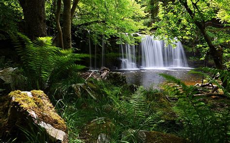 Hd Wallpaper Waterfalls And Trees Grass Nature Shadow Forest