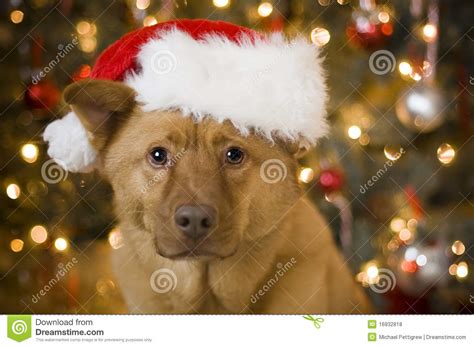 Dog With Santa Hat Stock Photo Image Of Portrait Camera 16932818