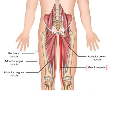 Gracilis Muscle Origin Insertion Actions And Innervation The Wellness Digest