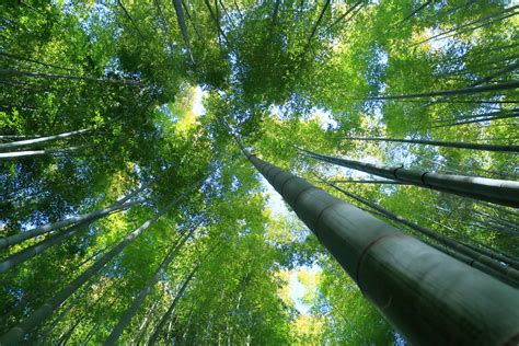 Download Free Bamboo Forest Background Pixelstalknet