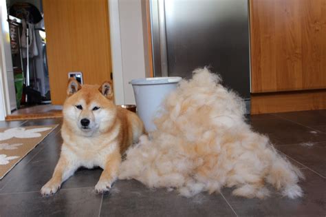 A Shiba Inu Usually Sheds Its Undercoat Twice During One Year And