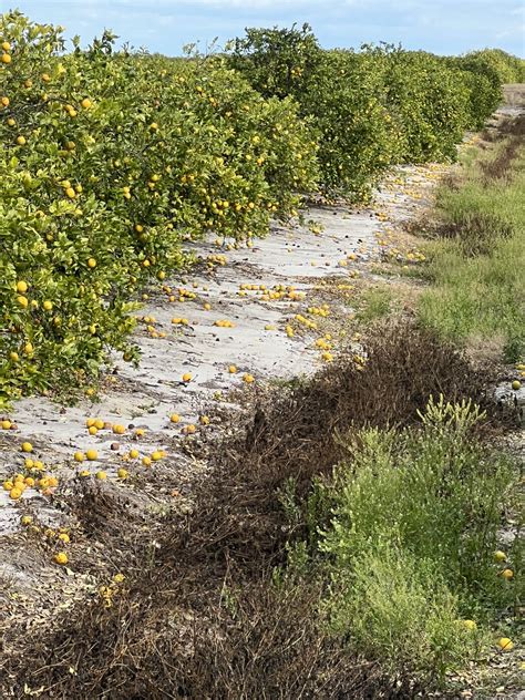 Florida Citrus Growers Say Freeze Damage Still Unfolding Citrus