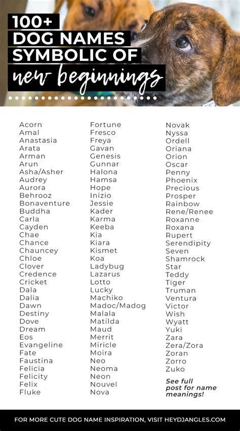 100 Dog Names That Mean New Beginning Hey Djangles