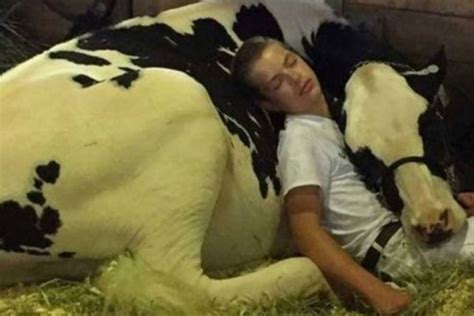 Foto De Jovem E Sua Vaca Dormindo Abraçados Comove A Internet Pop Tribuna Do Paraná