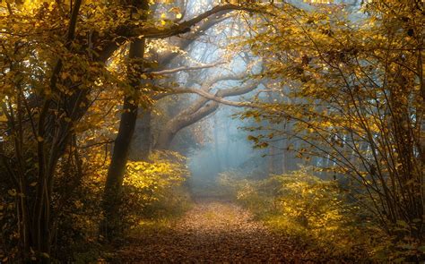 Nature Landscape Fall Forest Sunlight Mist Shrubs Yellow Leaves Path