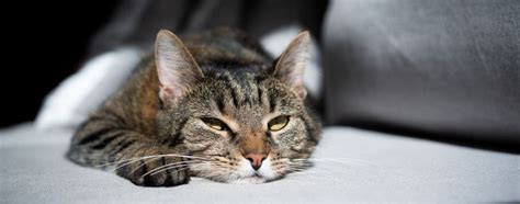 Is Your Indoor Cat Bored 12 Ways To Prevent Boredom Petplace