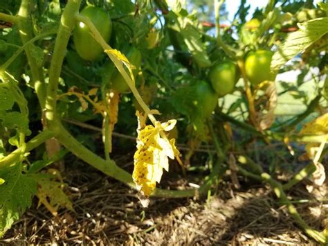 Yellow Leaves At The Bottom Of Your Tomato Plants The Beginners