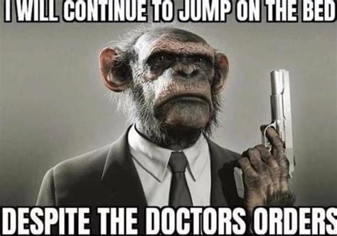 The Best Monkey Memes Memedroid