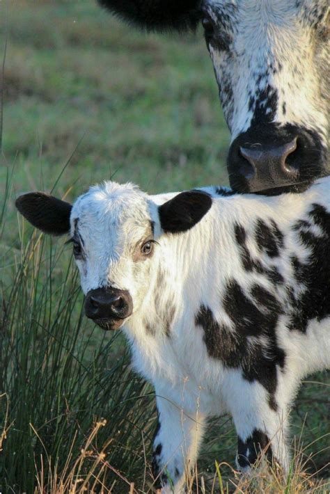 Pretty Black And White Calf Speckleline Breed So Cute Baby Cows