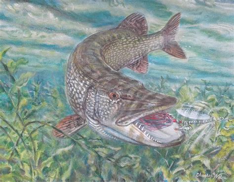 Northern Pike Drawing At Explore Collection Of