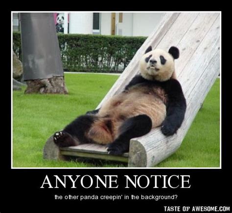 Do The Creep Panda Funny Panda Bear Funny Panda Pictures