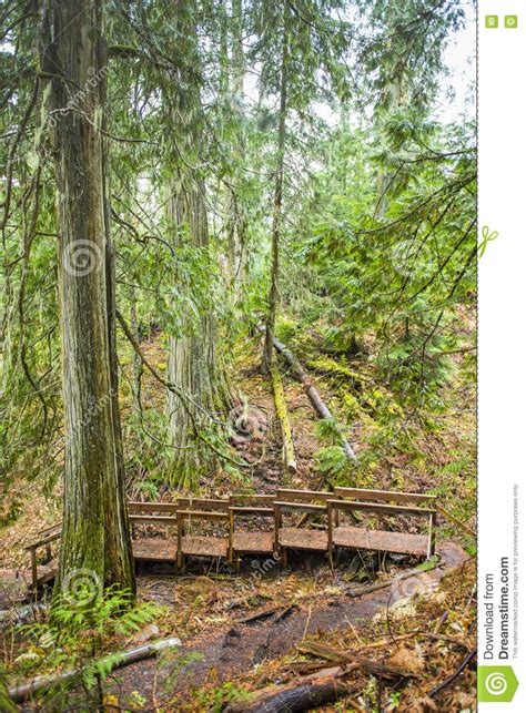 Old Growth Forest Stock Image Image Of Calm Canada