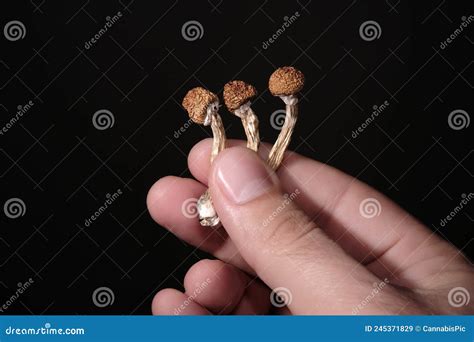 Psilocybin Mushrooms In Man S Hand Isolated On Black Background Dried