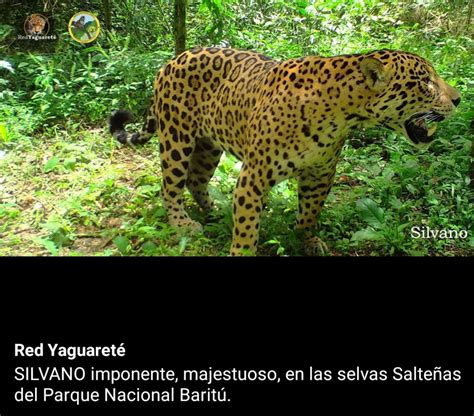 Jaguar Panthera Onca Pictorial Page 4 Carnivora