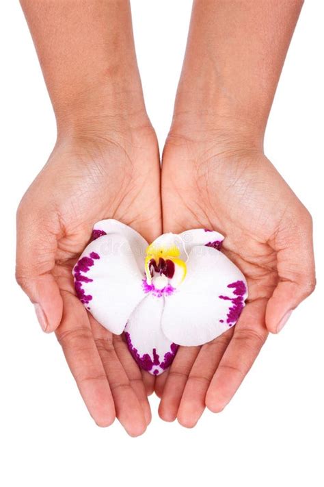 Black African American Woman Hand Holding An Orchid Flower Stock Photo