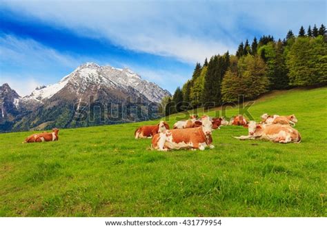 Herd Cows Graze Pasture Alps Snowcapped Stock Photo 431779954
