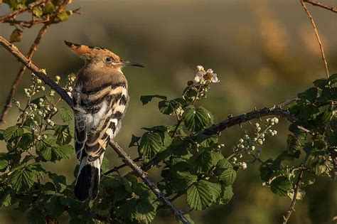 Hd Wallpaper Branches Bird Hoopoe Wallpaper Flare