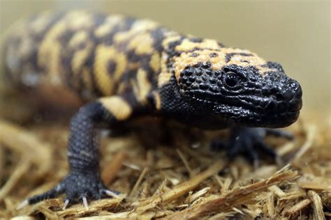 Select from premium gila monster of the highest quality. Gila monster on its way to being named Utah's state ...