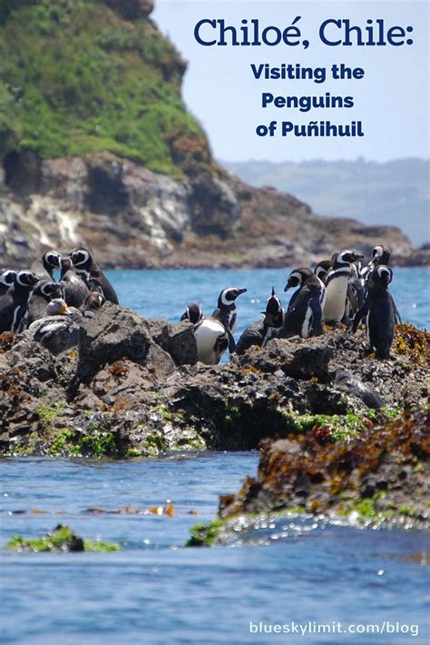 Visiting The Colony Of Humboldt And Magellanic Penguins At Puñihuil Was