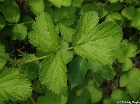 Rubus Parvifolius Japanese Raspberry Minnesota Wildflowers