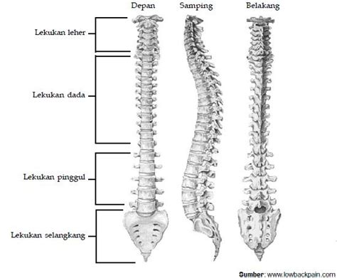 0 ratings0% found this document useful (0 votes). Sistem Rangka Tubuh Manusia | SEMANGAT BELAJAR MAHASISWA UT