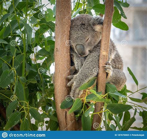 Koala Bear Sleeping On The Tree During The Day Stock Image Image Of