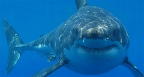 Do Sharks Really Have Personalities Science Smithsonian